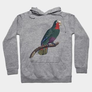 Cuban Amazon Parrot / Le Perroquet a Face Rouge Male - 19th century Jacques Barraband Illustration Hoodie